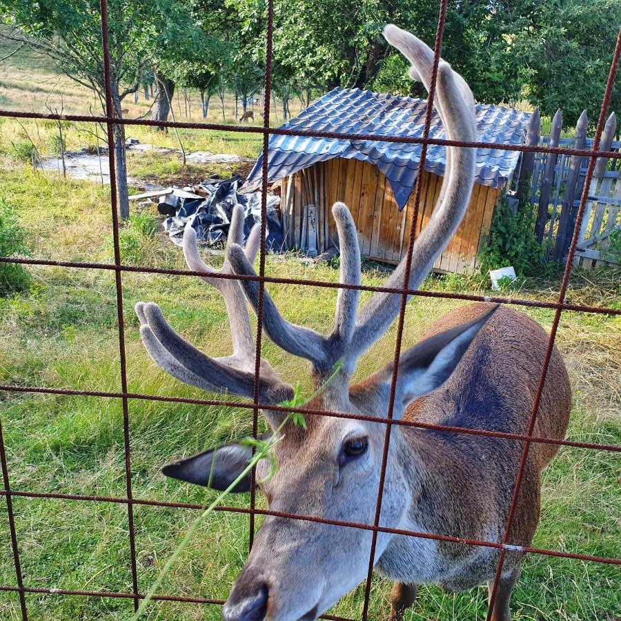 Planinska Koliba Ajdanovici Jelovac Nisicka Visoravan Olovo  Bagian luar foto