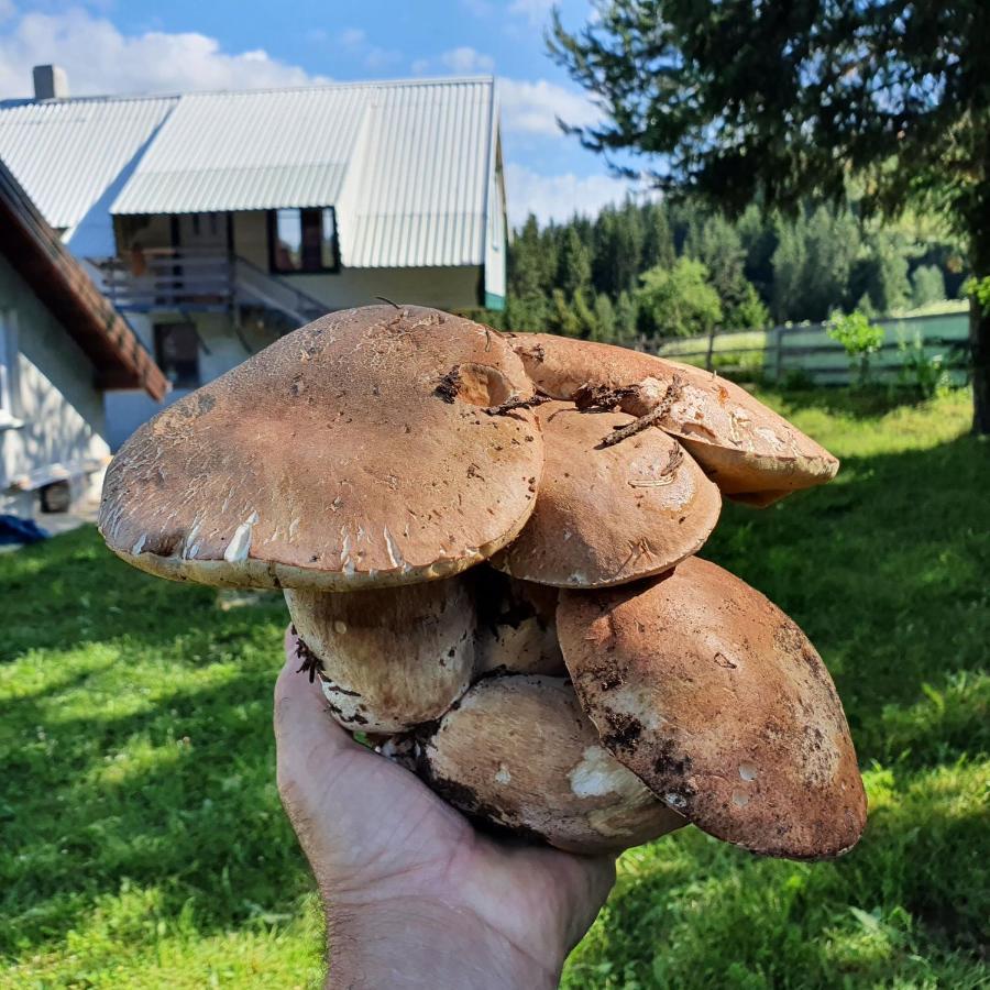 Planinska Koliba Ajdanovici Jelovac Nisicka Visoravan Olovo  Bagian luar foto